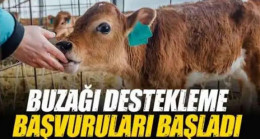 Buzağı Destekleme Başvuruları Başladı