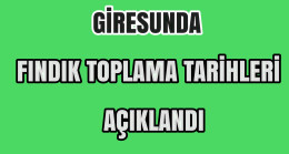 Giresunda Fındık Toplama Tarihleri Açıklandı