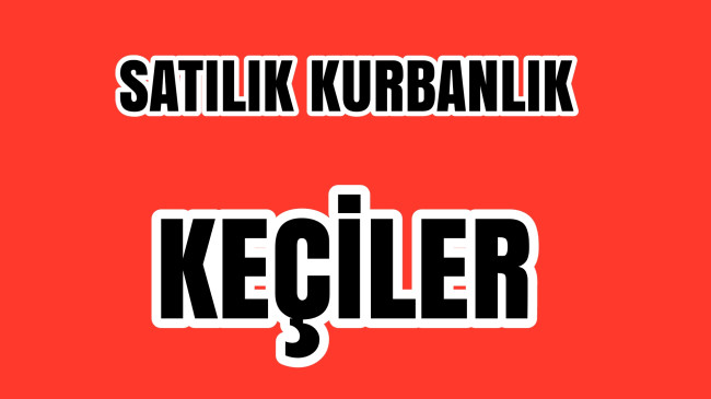 Satılık Kurbanlık Keçiler